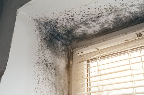 Affordable Mold Cleanup solutions in Olney, TX